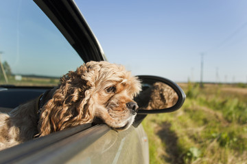 cocker spaniel in car