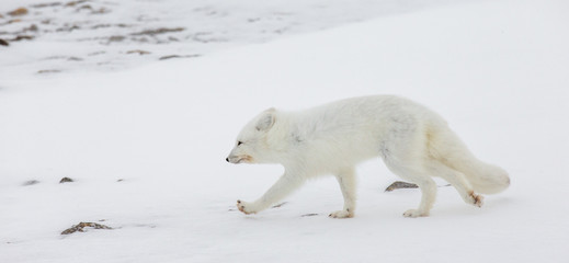 Polar fox in the tundra. Canada.