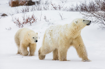 Obraz na płótnie Canvas Polar bear with a cub in the tundra. Canada. An excellent illustration.