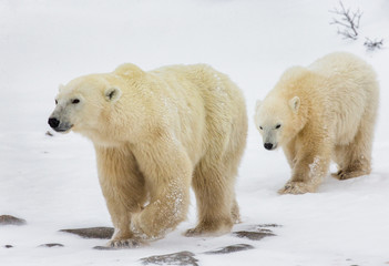 Fototapeta na wymiar Polar bear with a cub in the tundra. Canada. An excellent illustration.