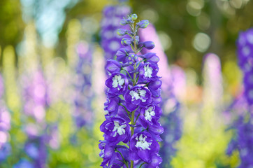 Garden with freshly Delphinium flower