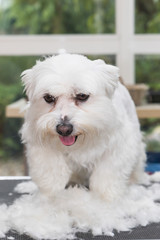 The white Maltese dog is standing in a pile of cut hair