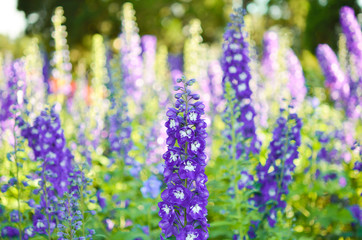 Garden with freshly Delphinium flower © leekhoailang
