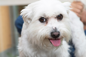The white Maltese dog