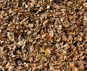 Dry autumn leaves