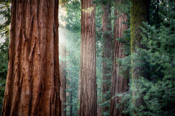 Séquoias géants dans la lumière du petit matin