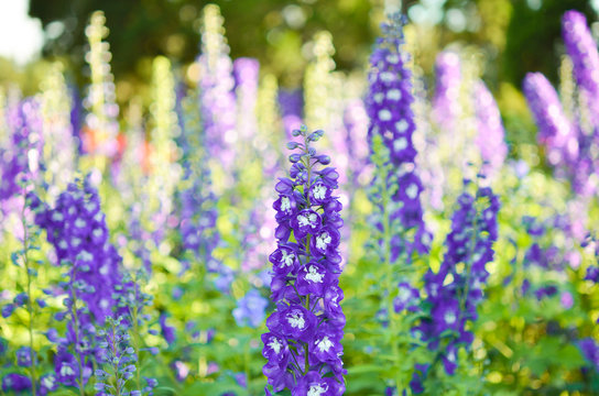 Larkspur Flower Images – Browse 5,489 Stock Photos, Vectors, and Video |  Adobe Stock