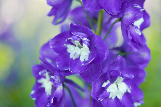 Fototapeta Garden with freshly Delphinium flower
