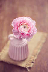 Pink ranunculus in a vase