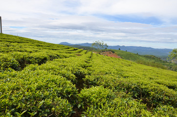 Fototapeta na wymiar tea field in Dalat, Vietnam