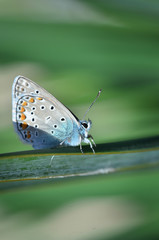 Butterfly resting on a leaf