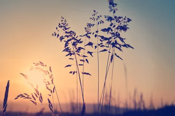Poster Meadow at sunset, zen meditative scene © supertramp8