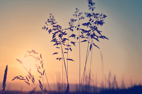 Meadow at sunset, zen meditative scene