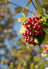 Poland.The berries of common rowan in autumn.Vertical.