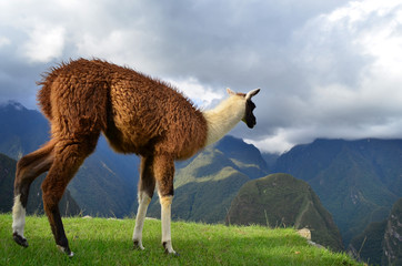 Fototapeta premium Lama grazing at the ruins of Machu Picchu