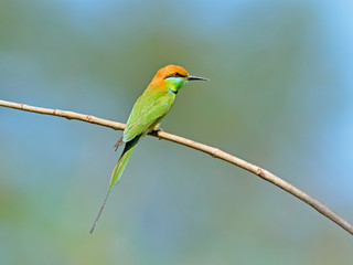 Bird (Green Bee-eater) , Thailand