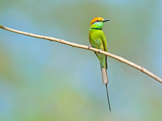 Bird (Green Bee-eater) , Thailand