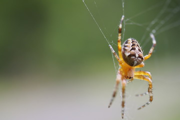 Spinne im Netz