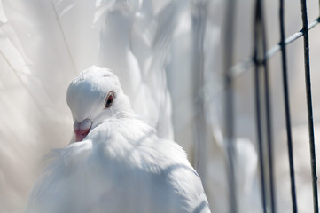white dove close up with feathered tail in the cage