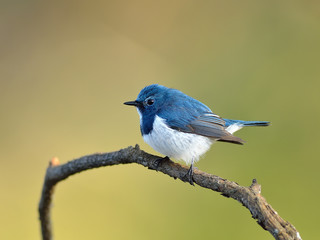 Obraz premium Bird (Ultramarine Flycatcher) , Thailand