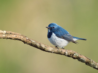 Bird (Ultramarine Flycatcher) , Thailand