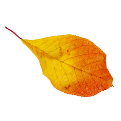 Autumn leaf