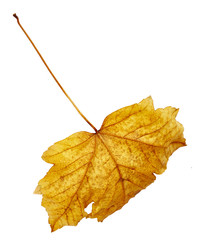 Maple autumn leaf