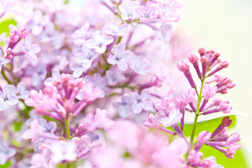 Fototapeta premium Lilac flowers