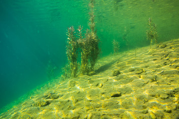 Junge Bäume unter Wasser