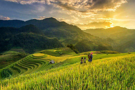 Terrace rice field - Mù Căng Chải District, Yen Bai Province, Vietnam