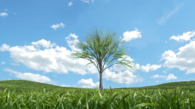 Multiple trees growing on a grass field