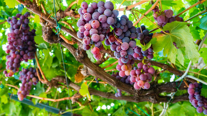 large bunches of red wine grapes hang from a vine