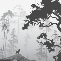 Obraz premium wolf in the forest