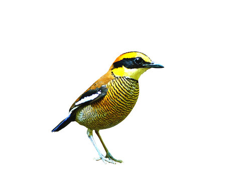 Bird (Banded Pitta) isolated on white background