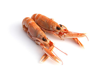 Langoustes