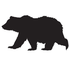 Obraz na płótnie Canvas bear