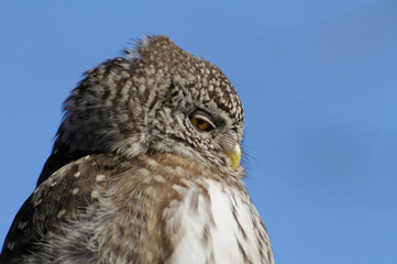 Closeup Portrait of Pygmy Owl