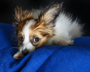 cute papillon puppy close up