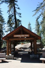 Sequoia National Park The Sherman Tree Trail, California USA