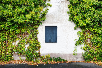 Window  with closed wooden shutters in rural house decorated with green ivy wall