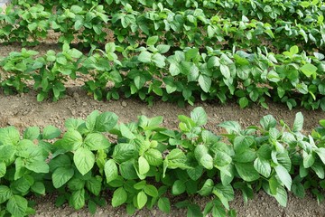 大豆畑／山形県鶴岡市の畑で、大豆畑の風景を撮影した写真です。