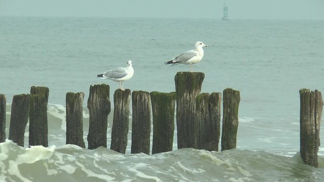 t&ecirc;te de phoque d&eacute;rivant dans le mer