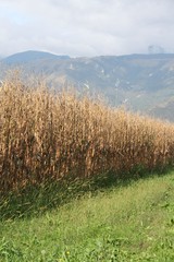 campo di mais pronto da trebbiare