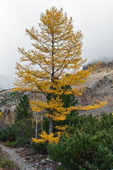 Yellow larches in the fog