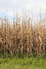 campo di mais pronto da trebbiare
