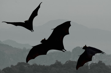 Bats flying at sunset © panda3800