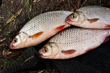 Several of roach fish on the withered grass.