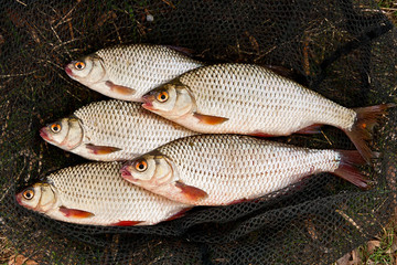 Several of roach fish on on fishing net.