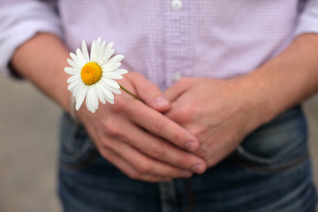 Daisy in male hands