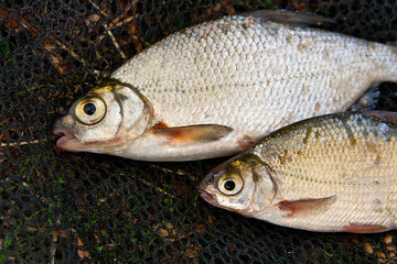 Close up view of the several roach fish just taken from the wate